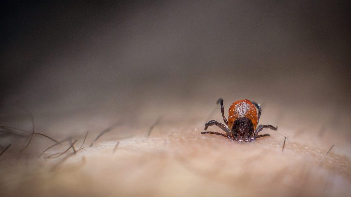 TICK