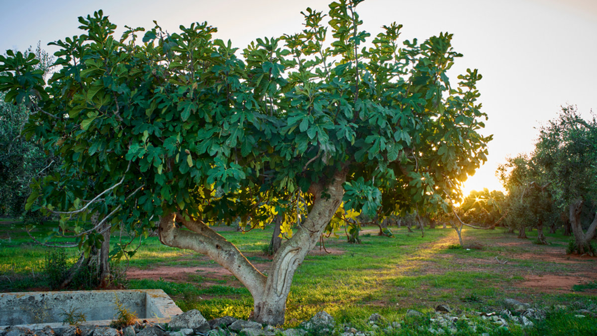 WEB-FIG-TREE-ITALY-De Cogi66 I Shutterstock