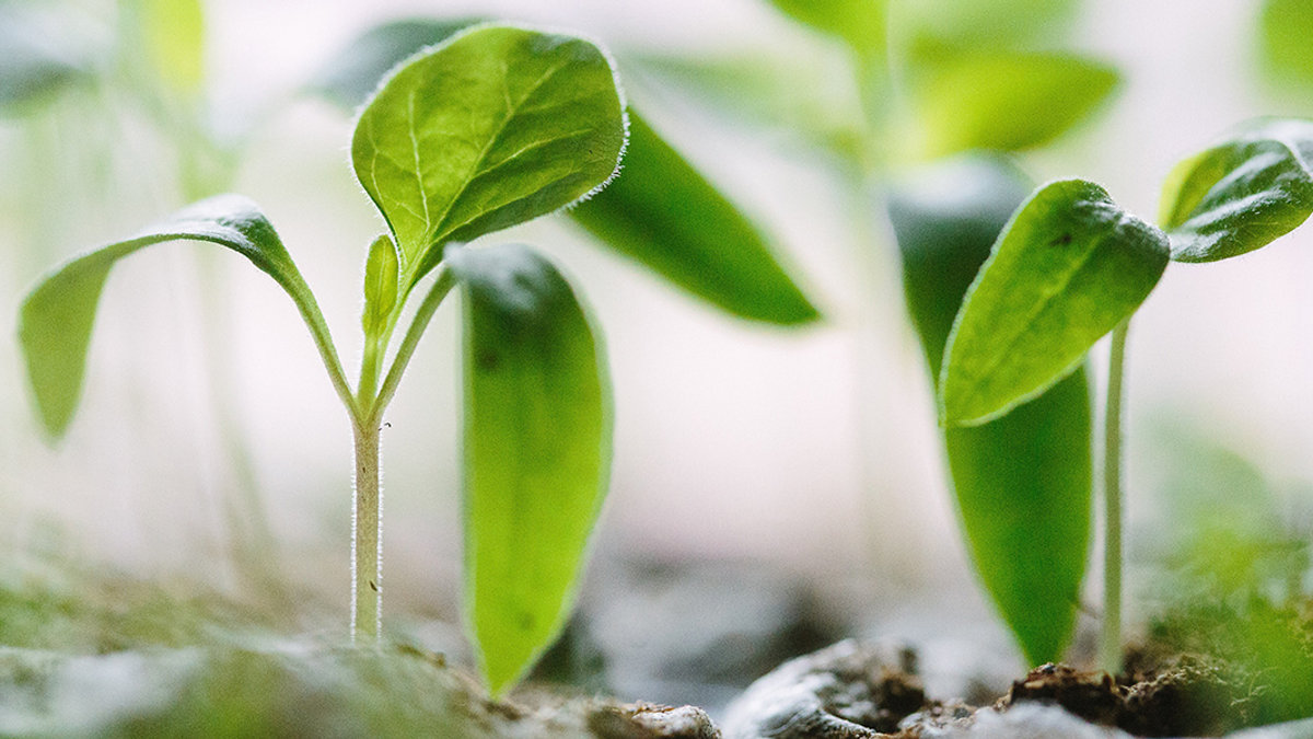 PLANT