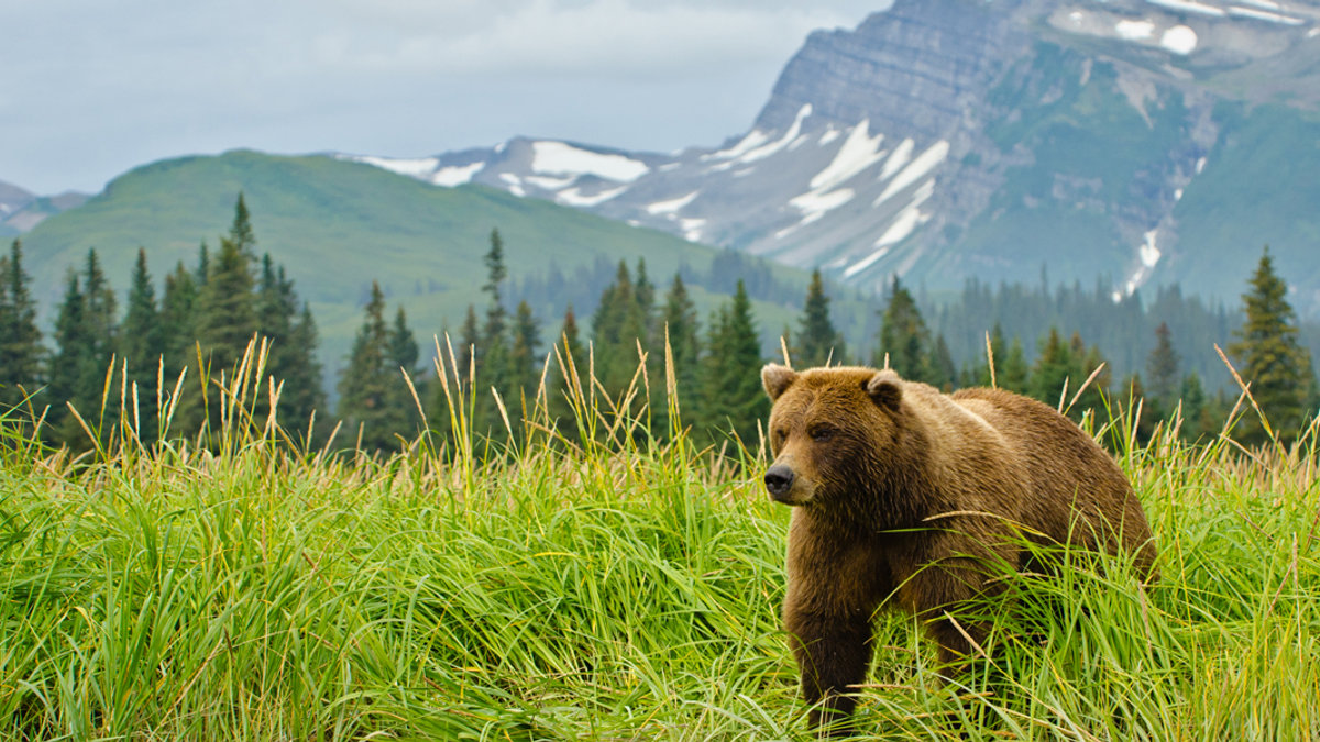 BEAR,MOUNTAIN