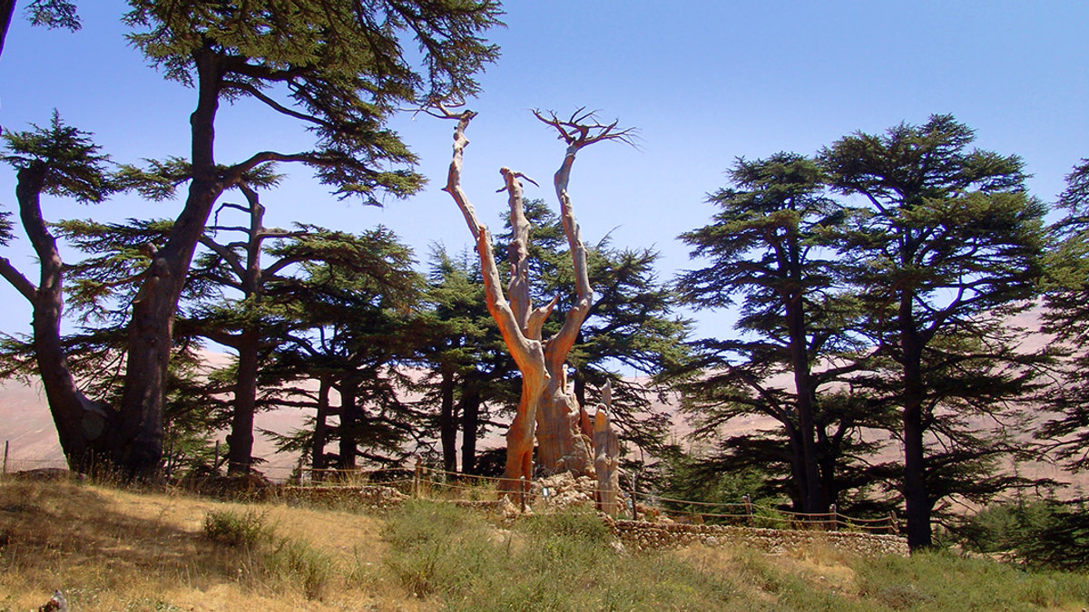CEDAR,LEBANON,TREE