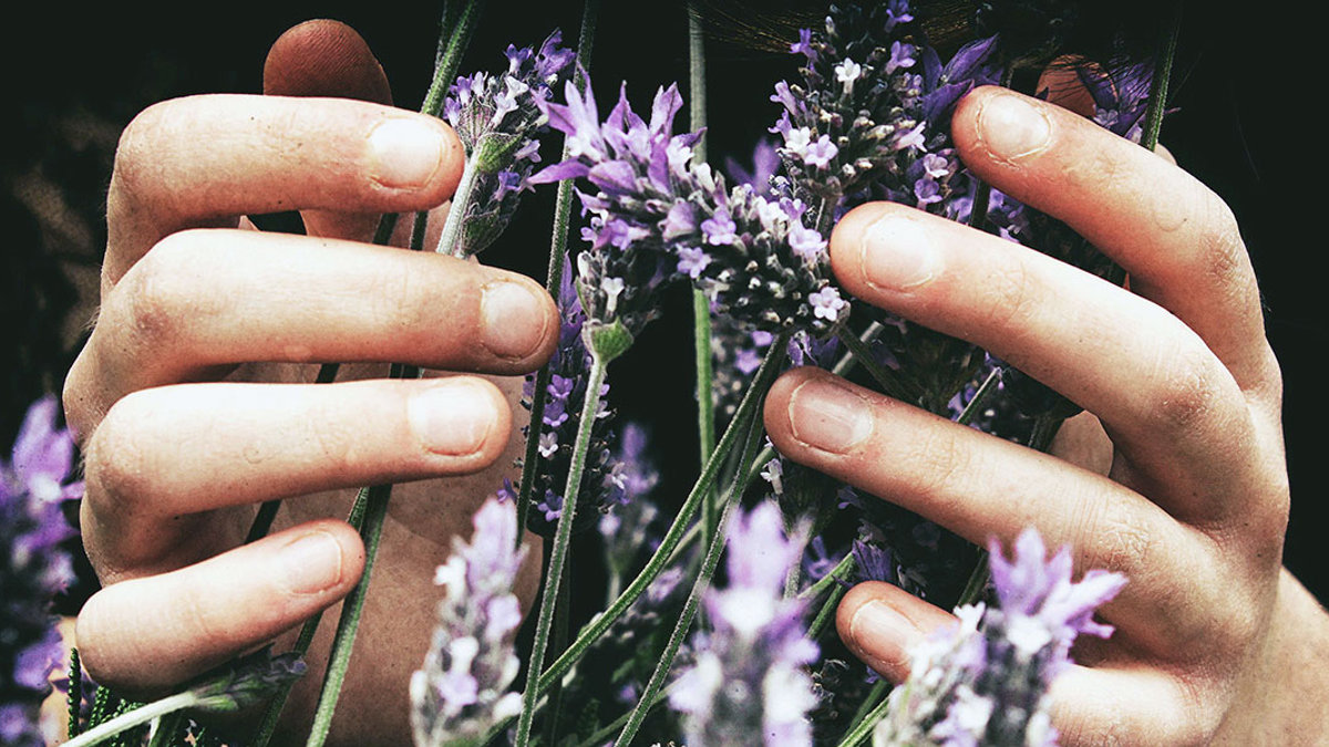 LAVENDER