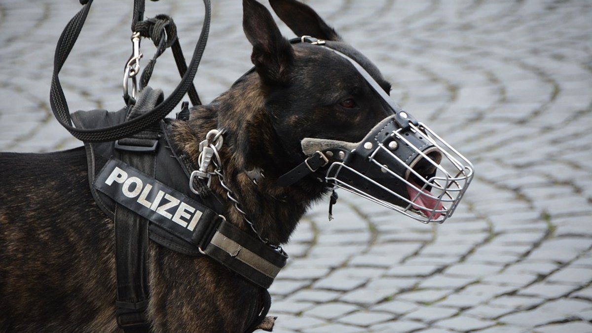 police-1321255_960_720-e1556533929292.jpg