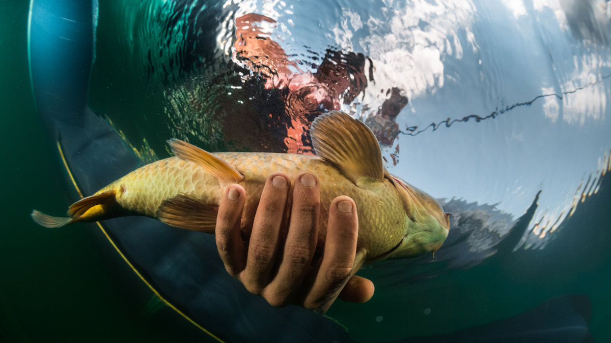 PESCE; MANO; PESCATORE