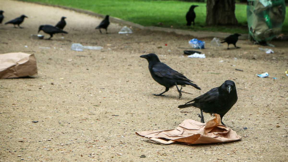 CROWS