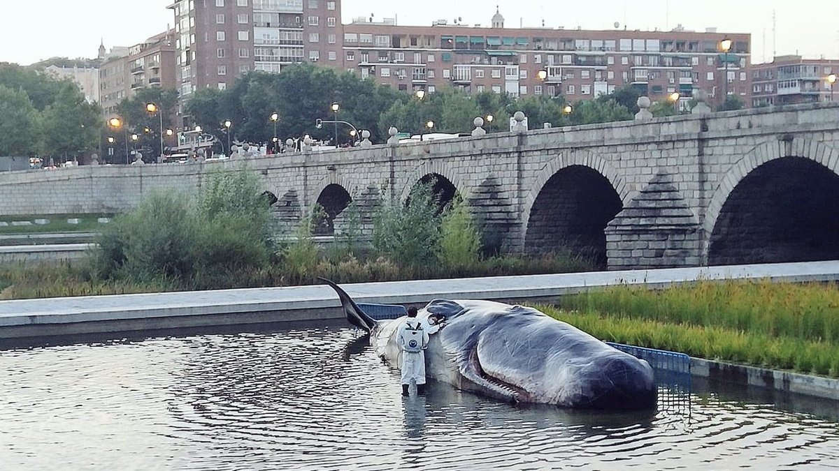 WHALE