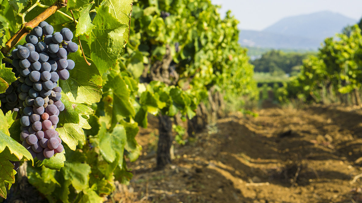GRAPES
