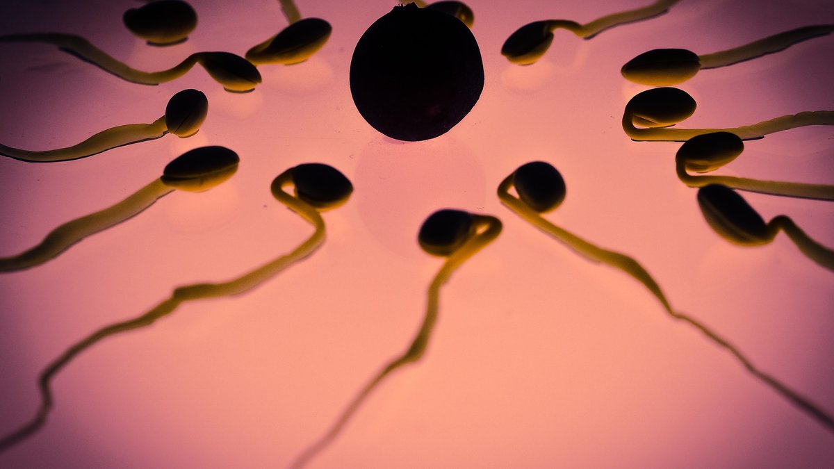 sperm-956482_1920.jpg