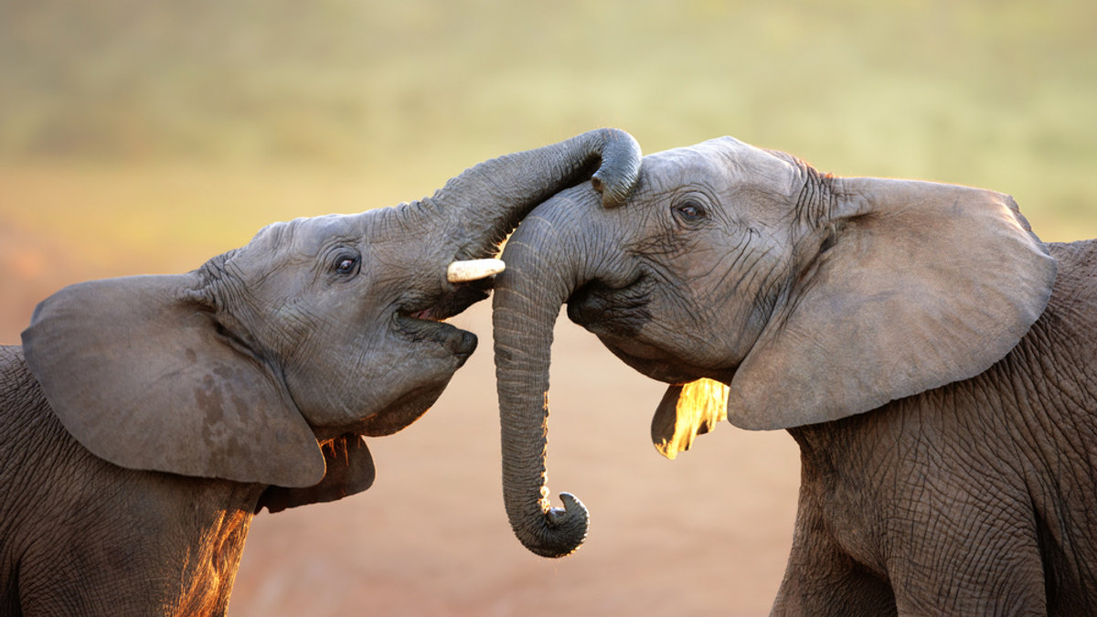 ELEPHANT TOUCHING