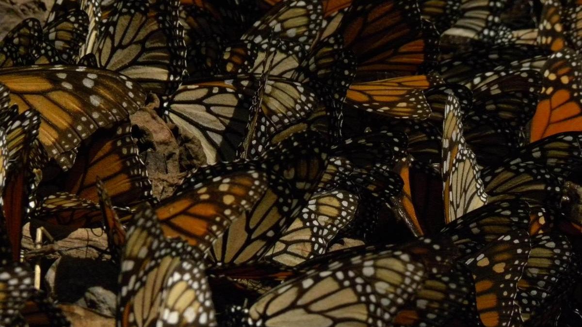 MONARCH