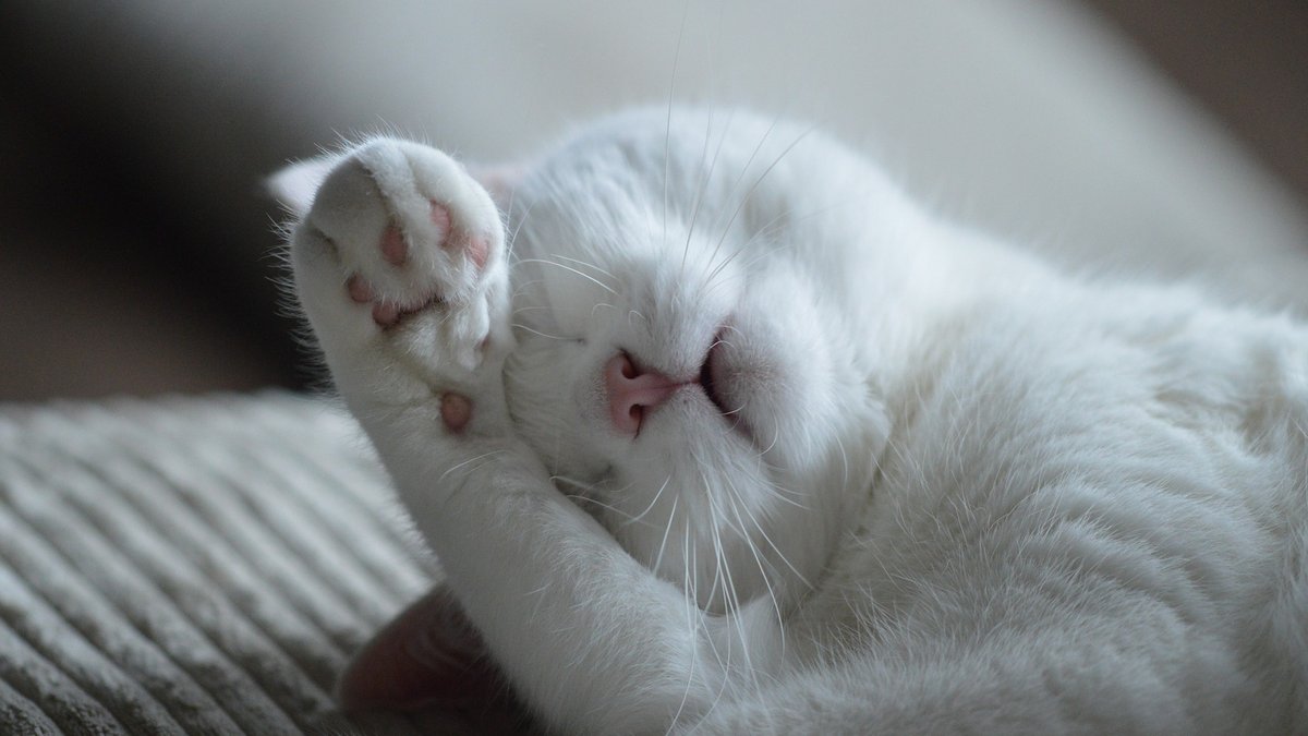 WEB 2-CAT-WHITE-PAW-LAZY-PIXABAY
