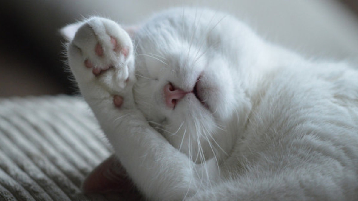 cat-800760_1920.jpg w=1200