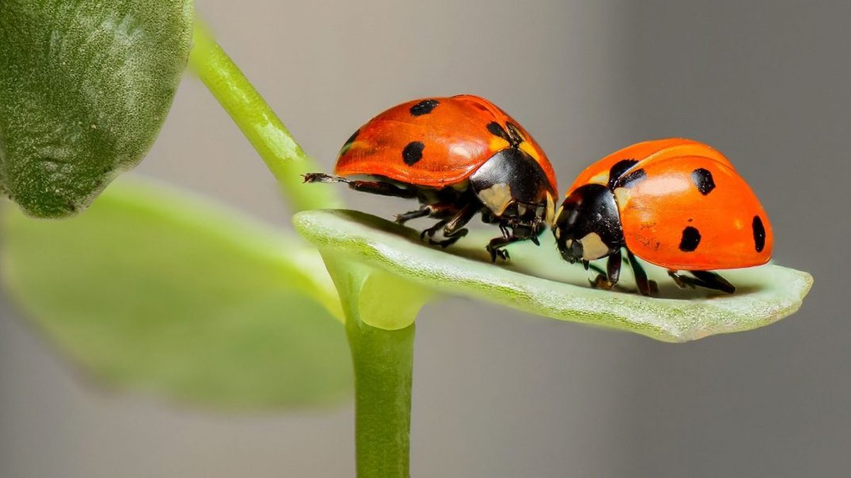LADYBUG