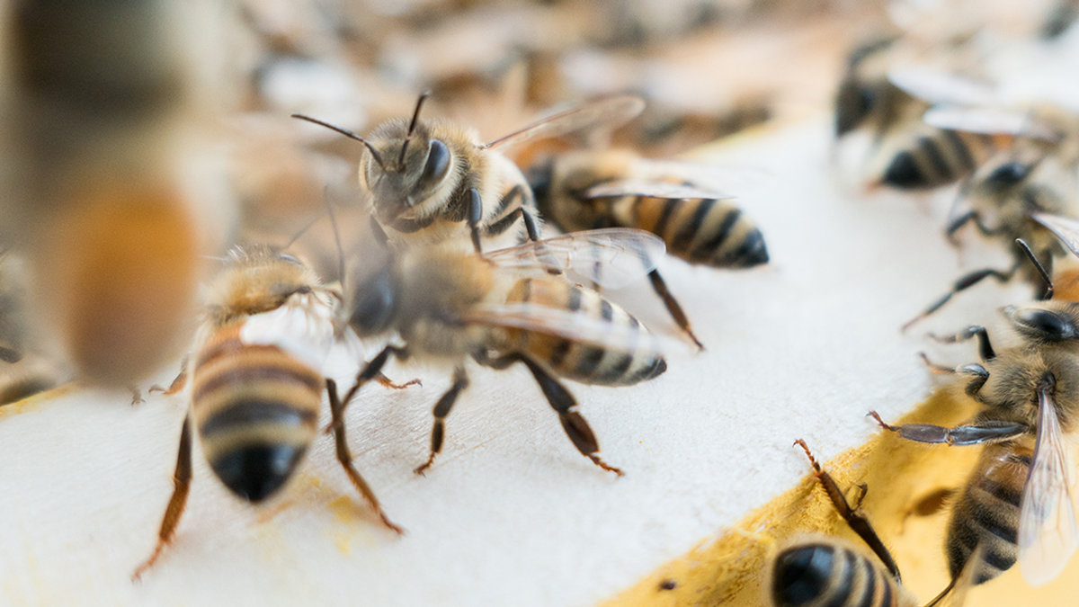 web3-bee-honey-nature-animal