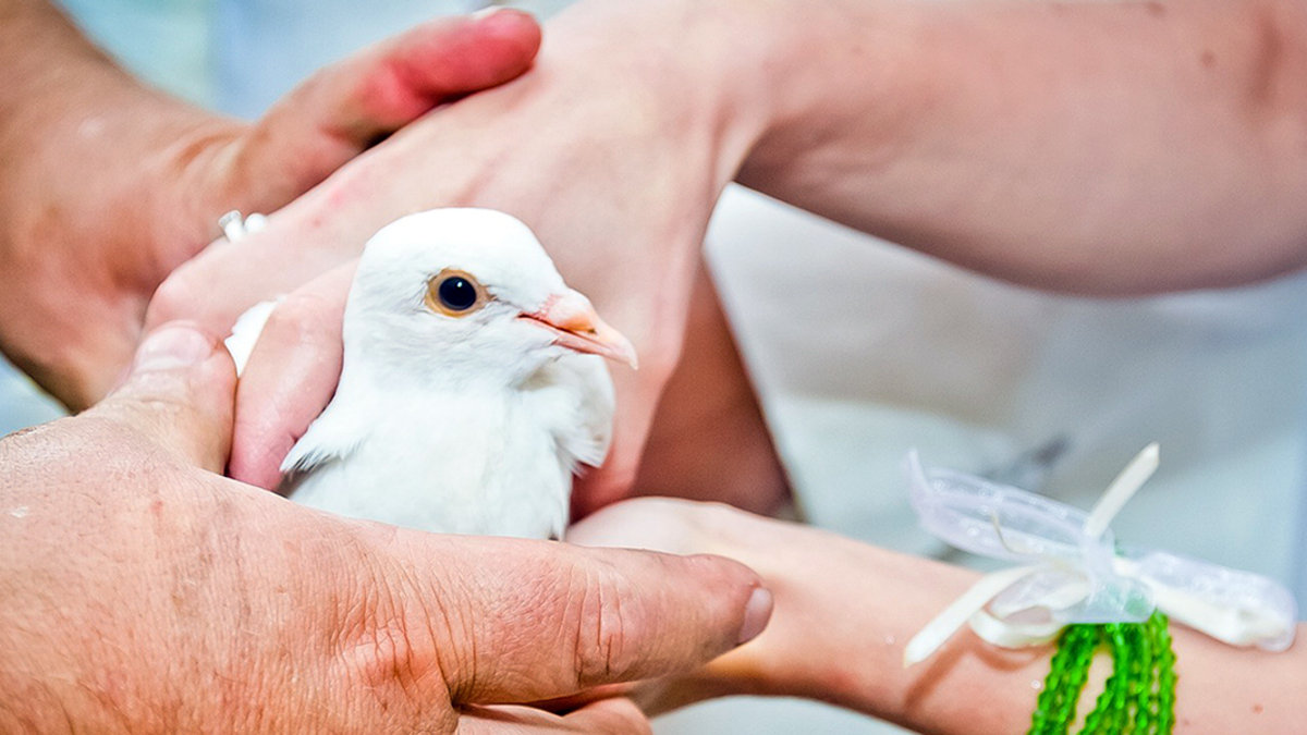 DOVE