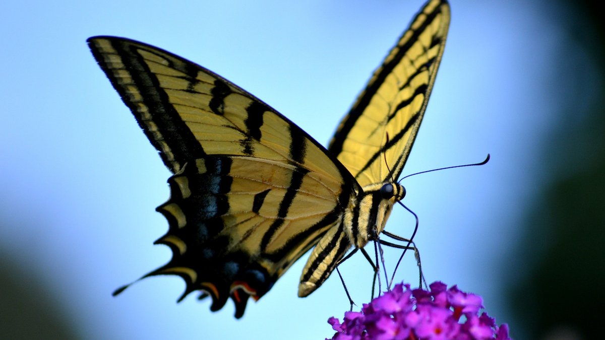 MOTYL