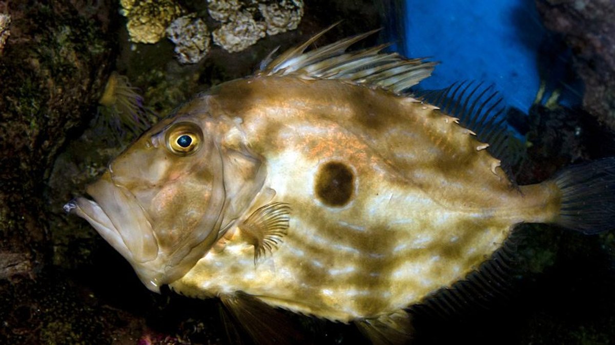 FISH