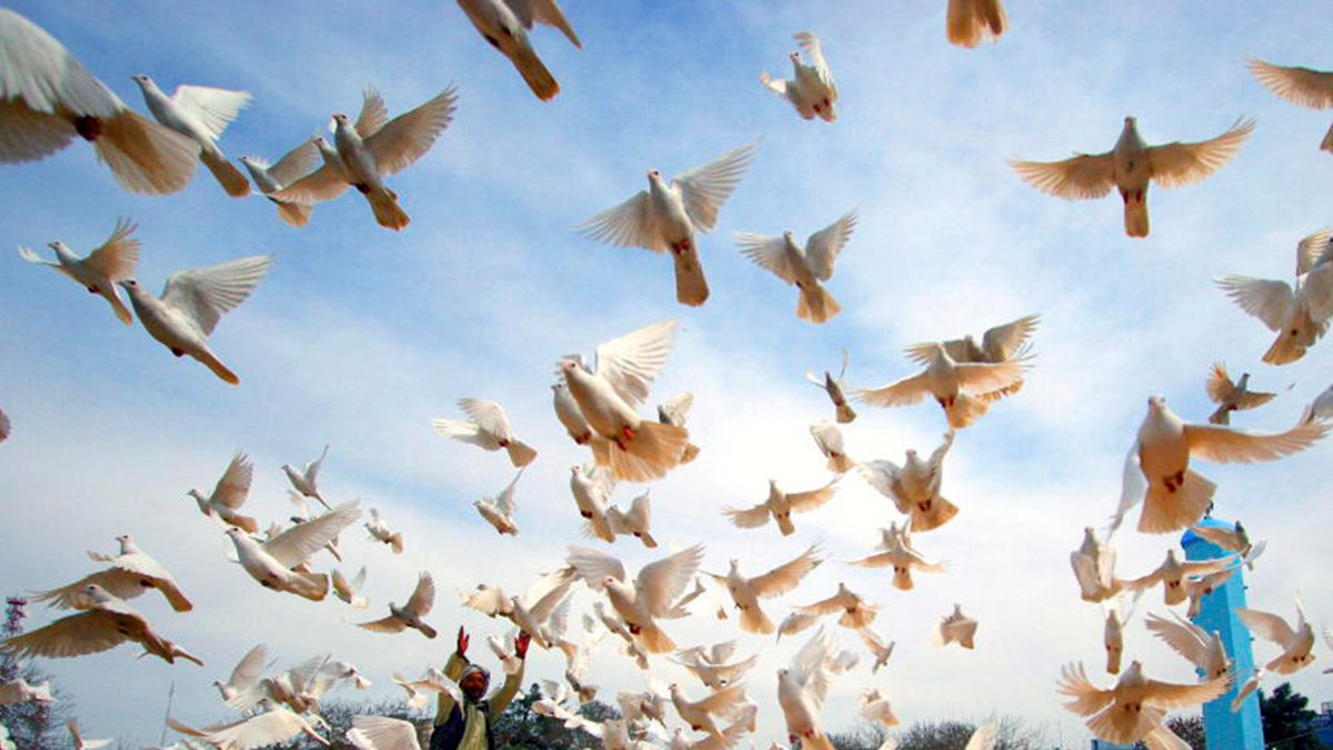 DOVES