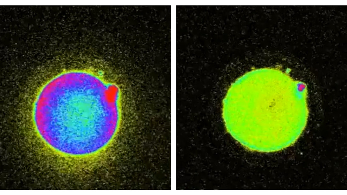 FLASH, EMBRYO, CONCEPTION