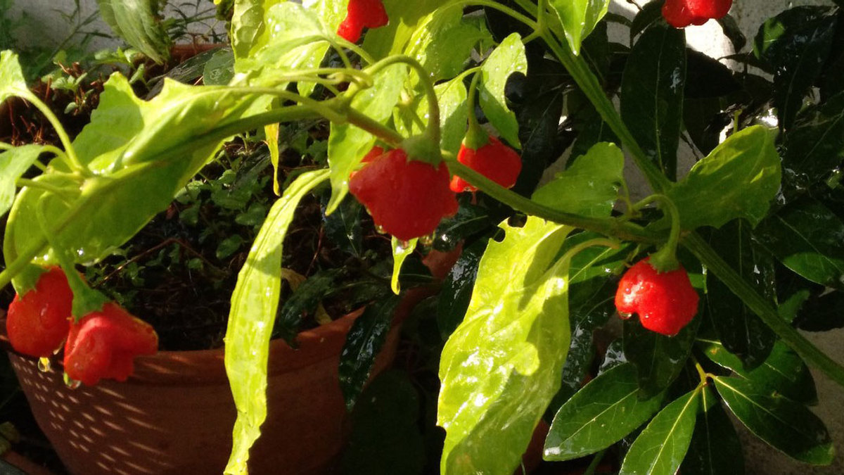 PIMIENTOS
