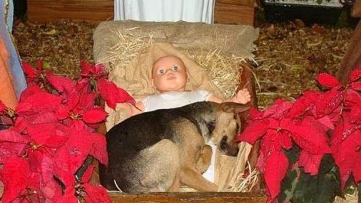 cachorro-presepio.jpg