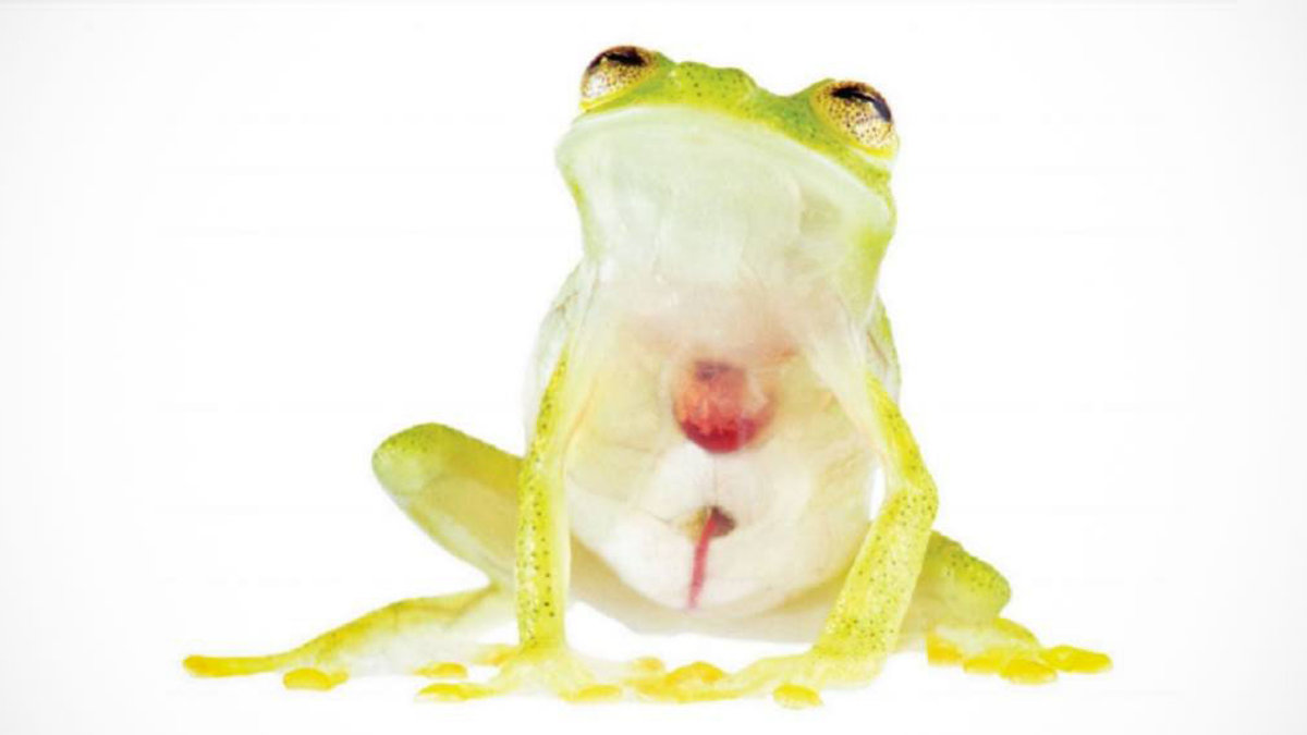 FROG