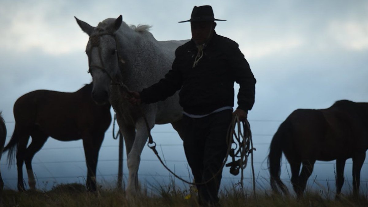 GAUCHO
