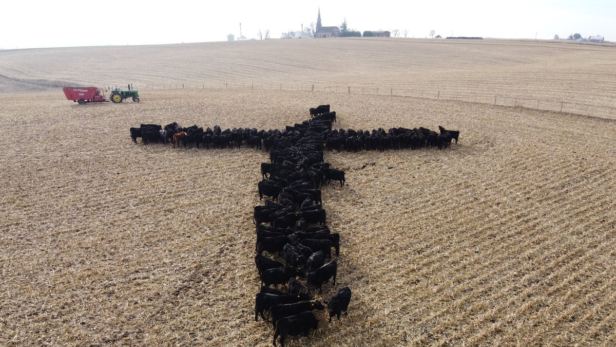 web3-cattle-cross-iowa-michael-schueller-facebook-fairuse.png