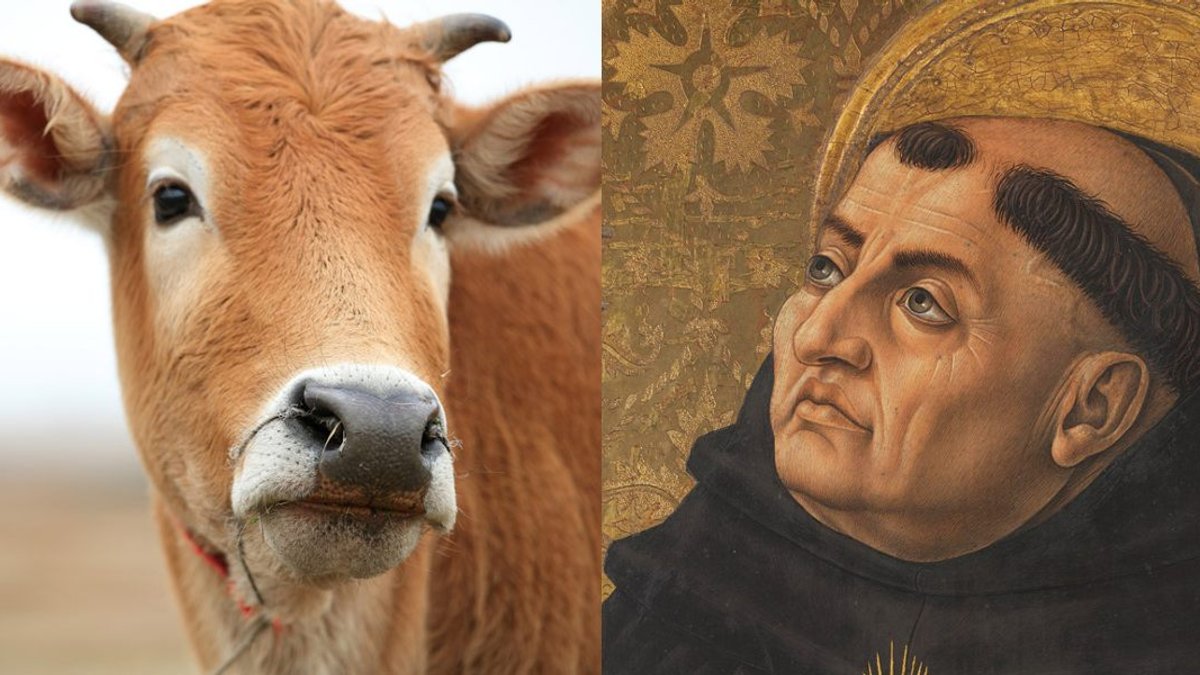 OX