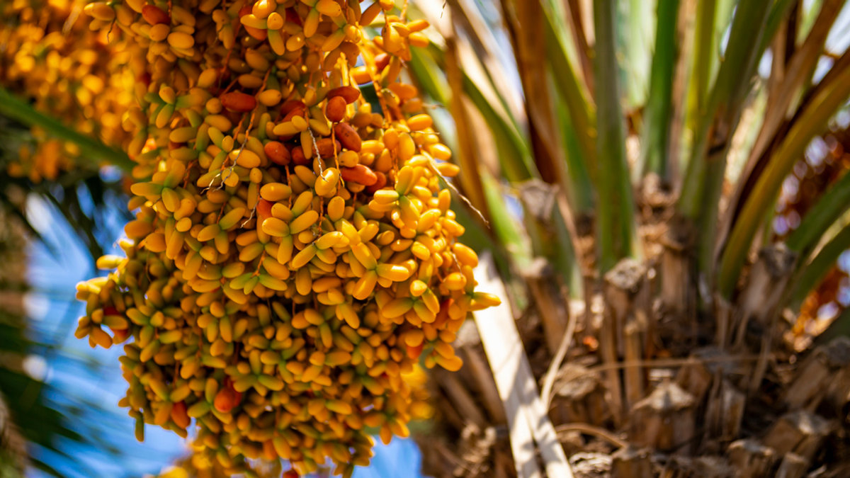 DATE PALM