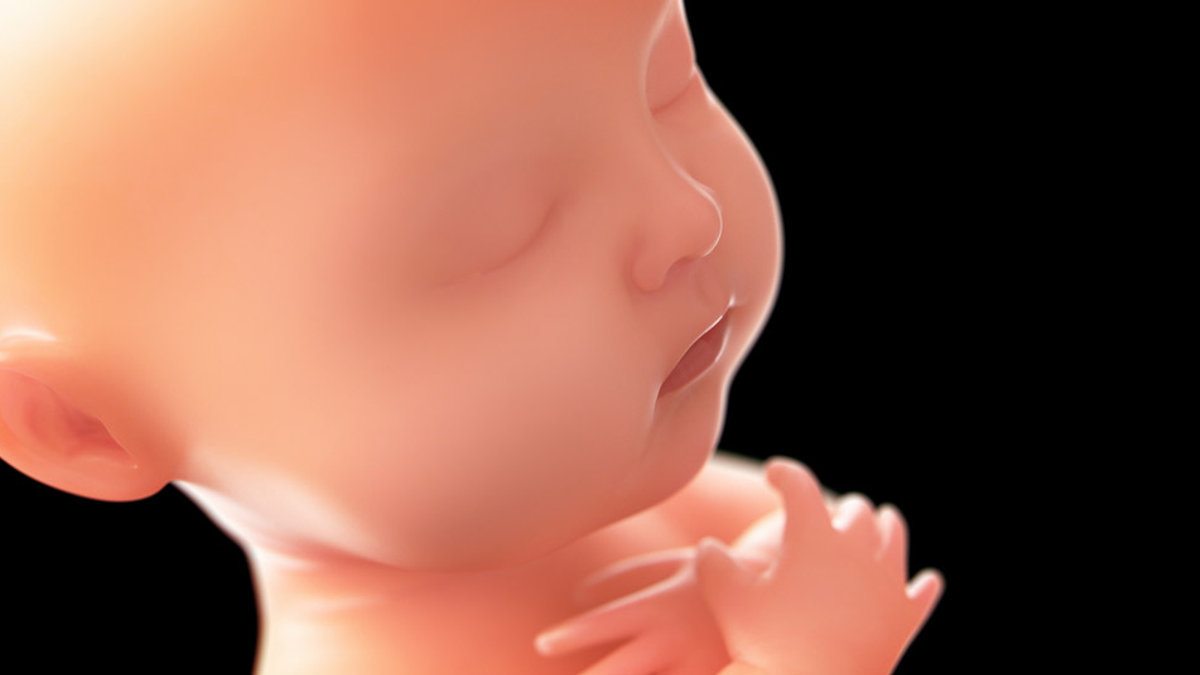 FETUS