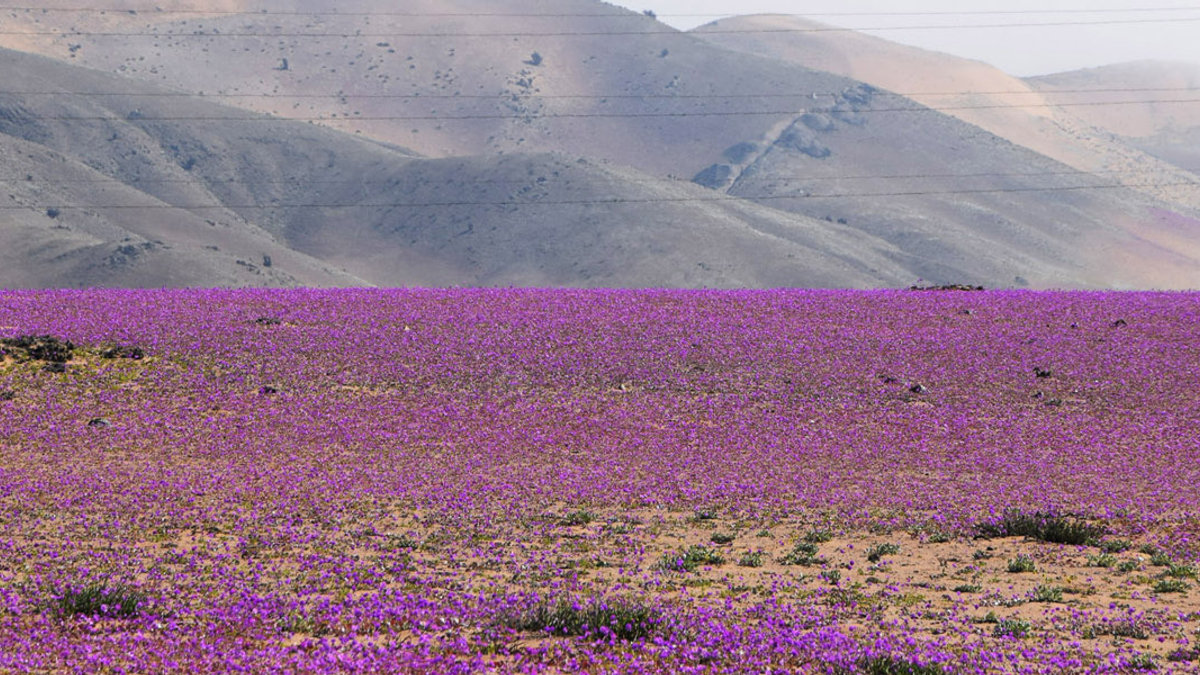 HERO-FLOWERS-ATACAMA-DESERT-Juan Benavente Baghetti-cc