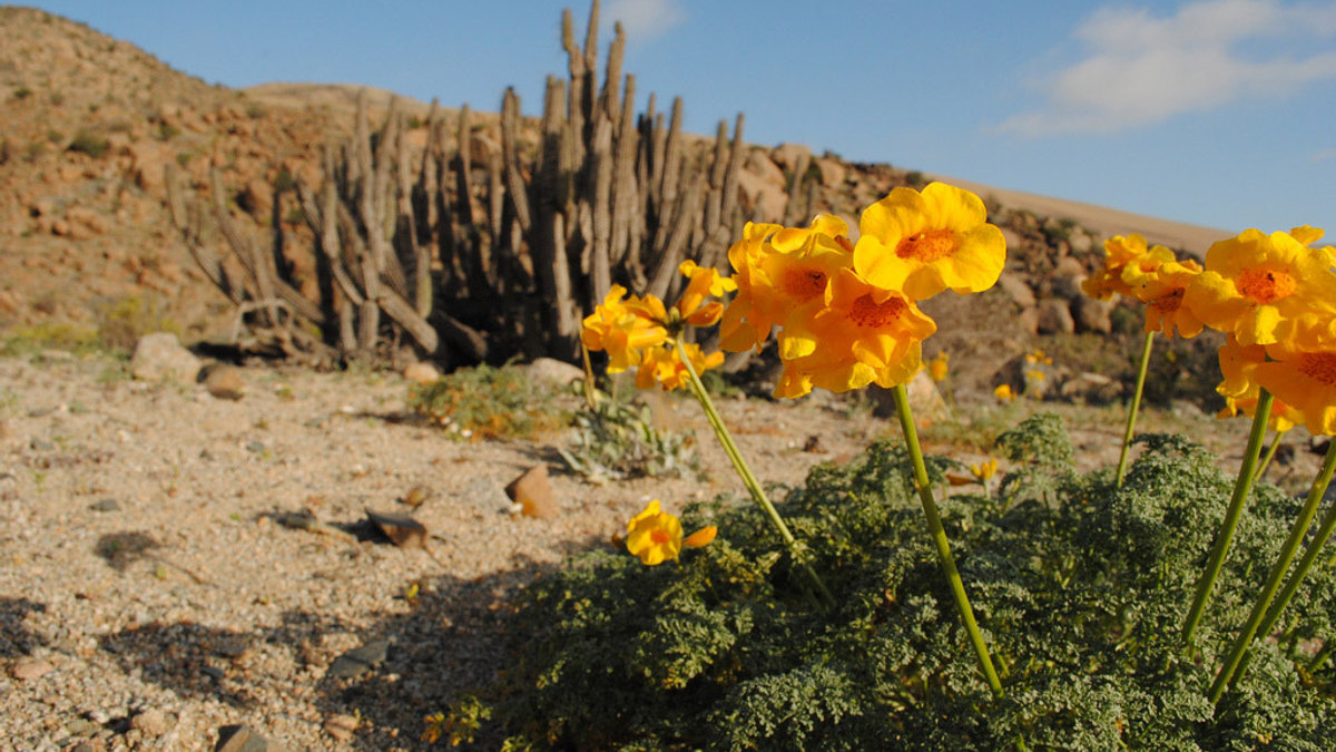 WEB-FLOWERS-ATACAMA-DESERT-2-Joselyn Anfossi Mardones-CC
