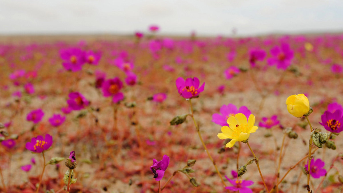 WEB-FLOWERS-ATACAMA-DESERT-Joselyn Anfossi Mardones-CC