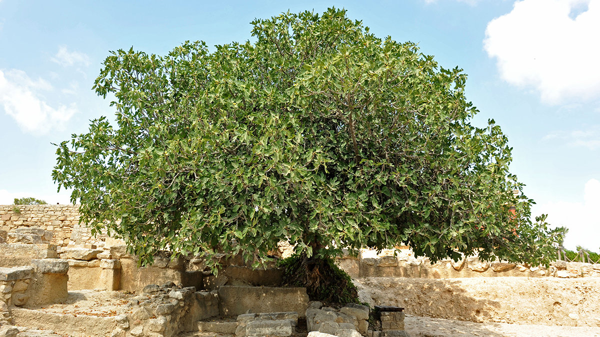 FIG TREE