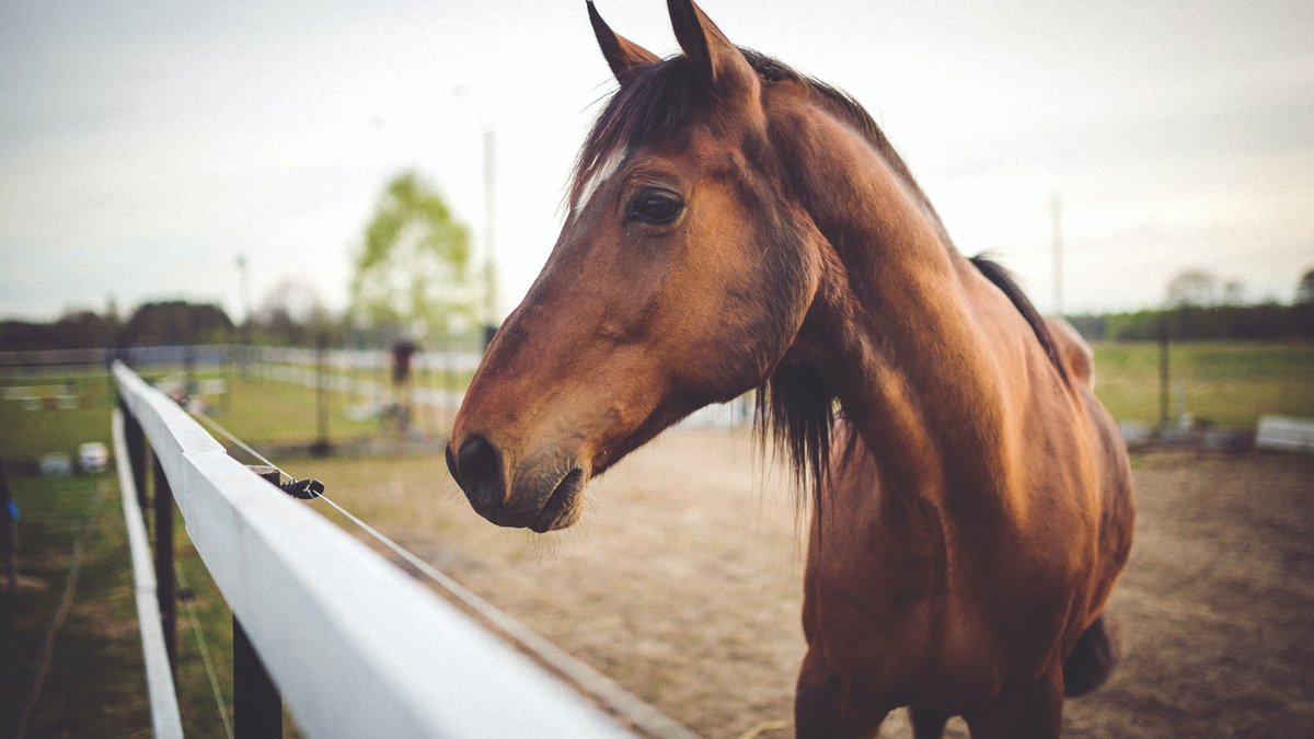 cavalo