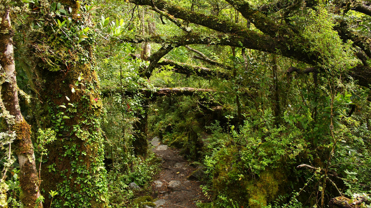 web-chile-forest-native-woods-green-claudio-jofrc3a9-larenas-cc.jpg