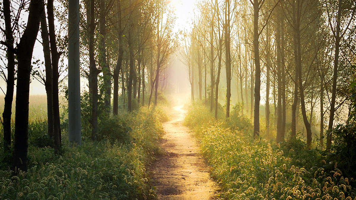 NATURE