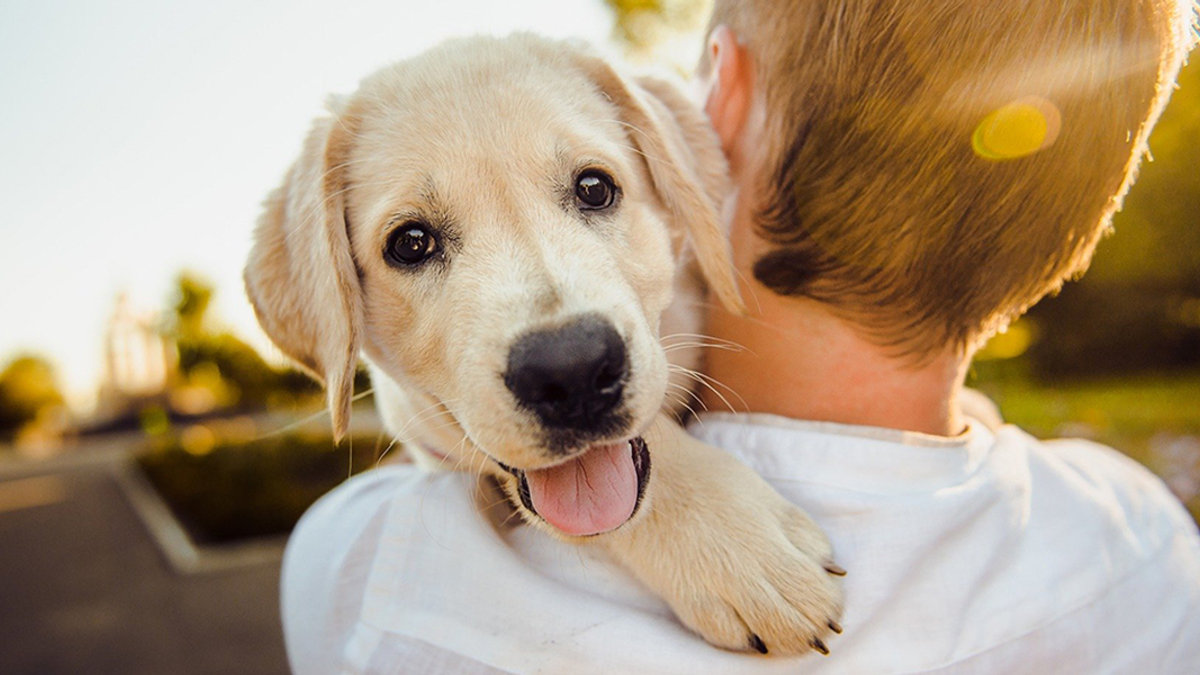 dog