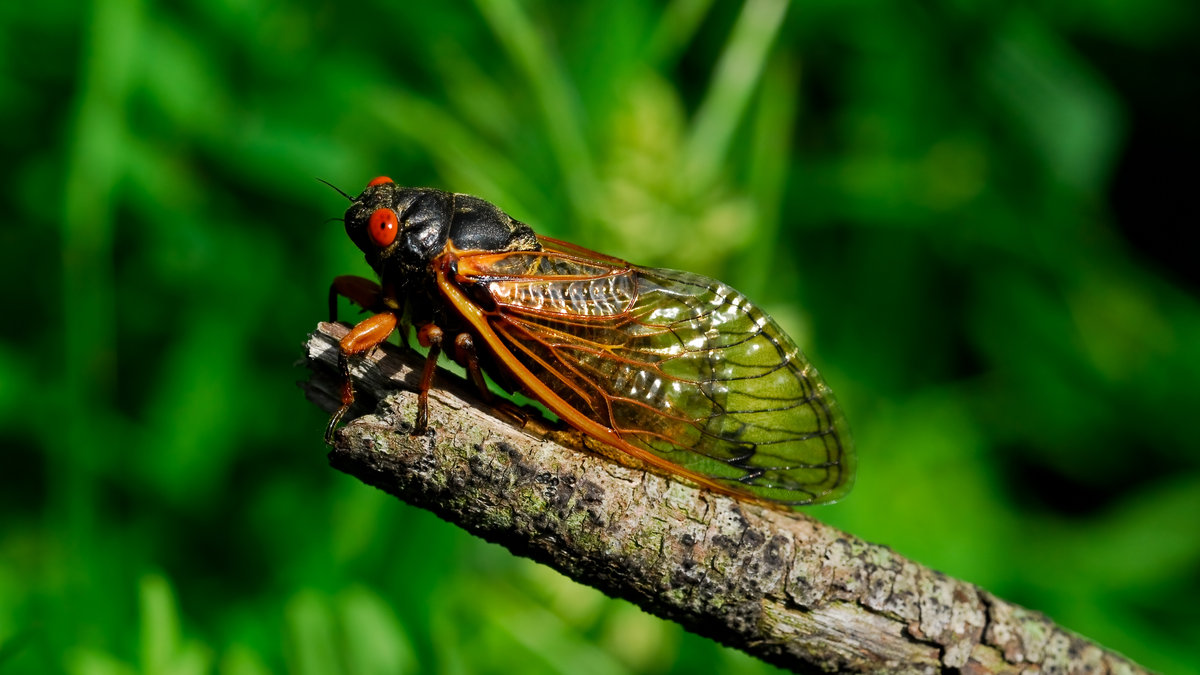 CICADA