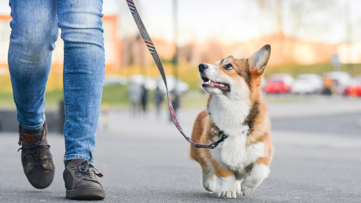 WALKING; DOG