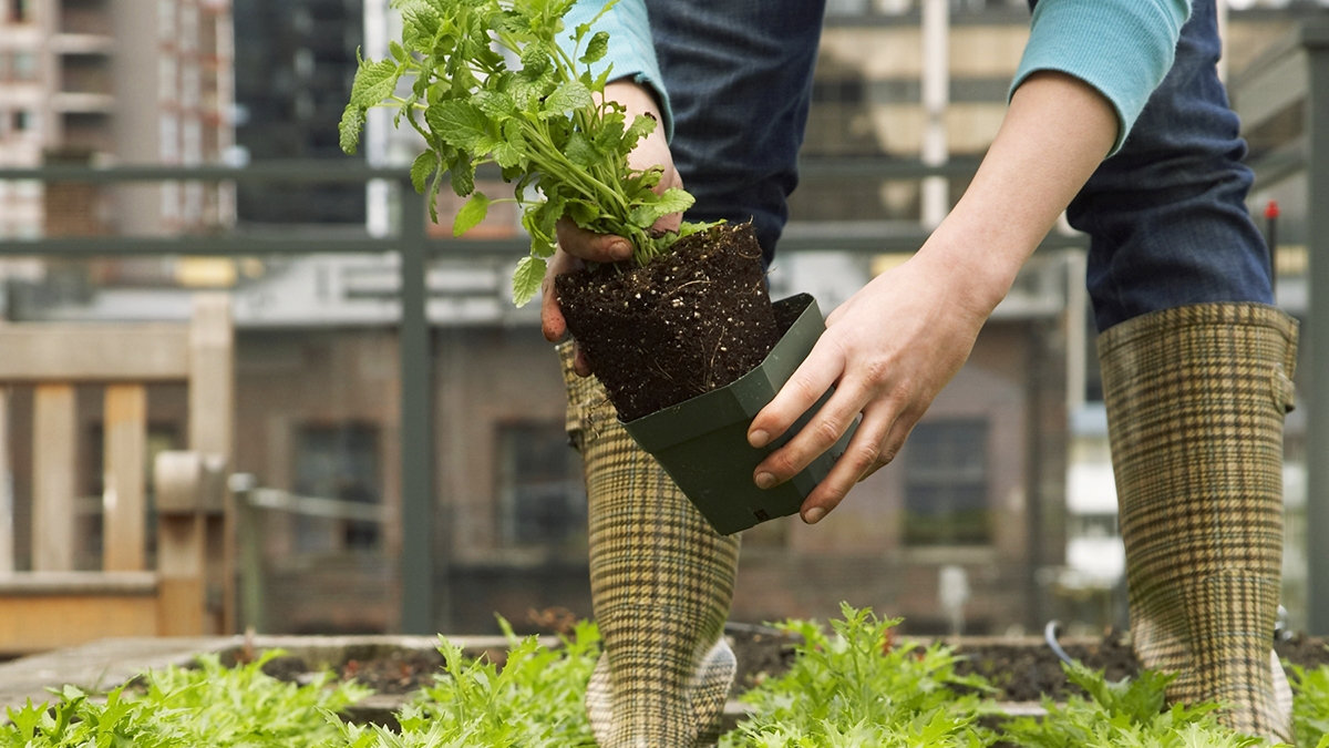URBAN GARDEN