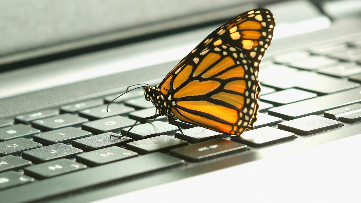 BUTTERFLY