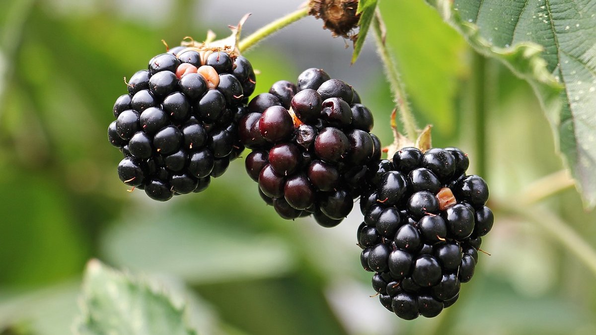 blackberries-1539540_1280.jpg