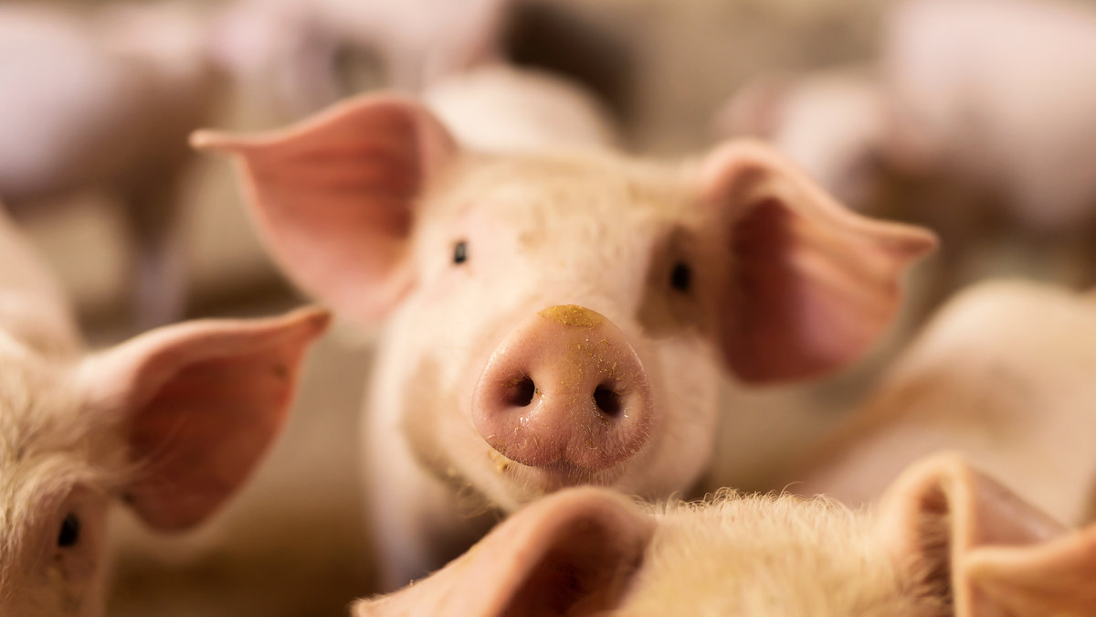 PIG