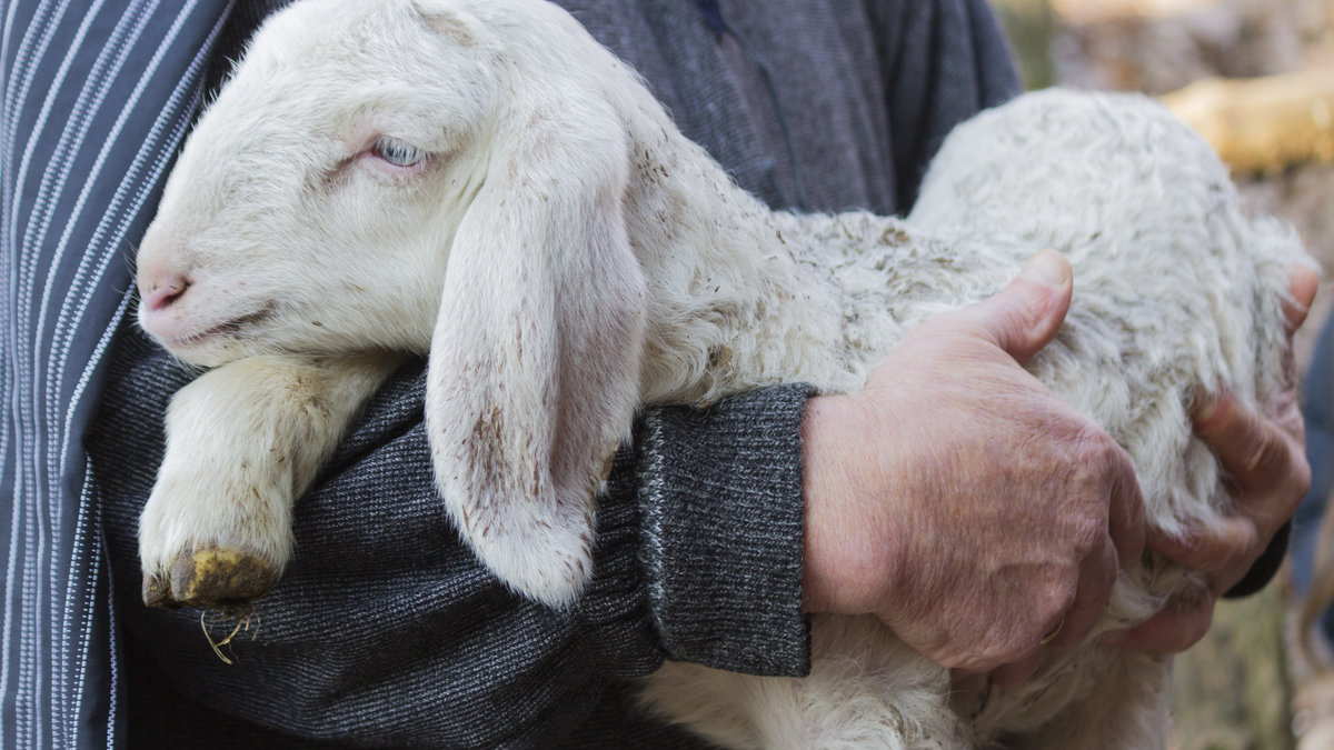 AGNELLO IN BRACCIO AL PASTORE