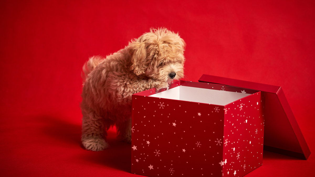 puppy christmas