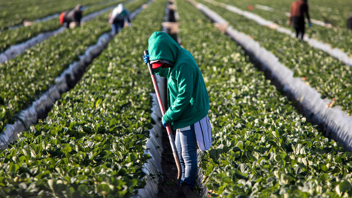 FARM WORKERS