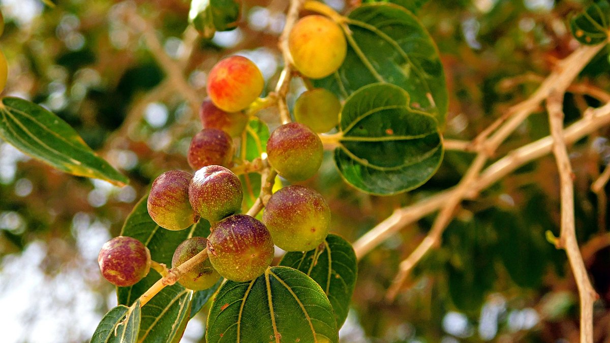 WEB3-Good_fruits_the-Holy-Land-2-Credit-Sr.-Amata-CSFN.jpg