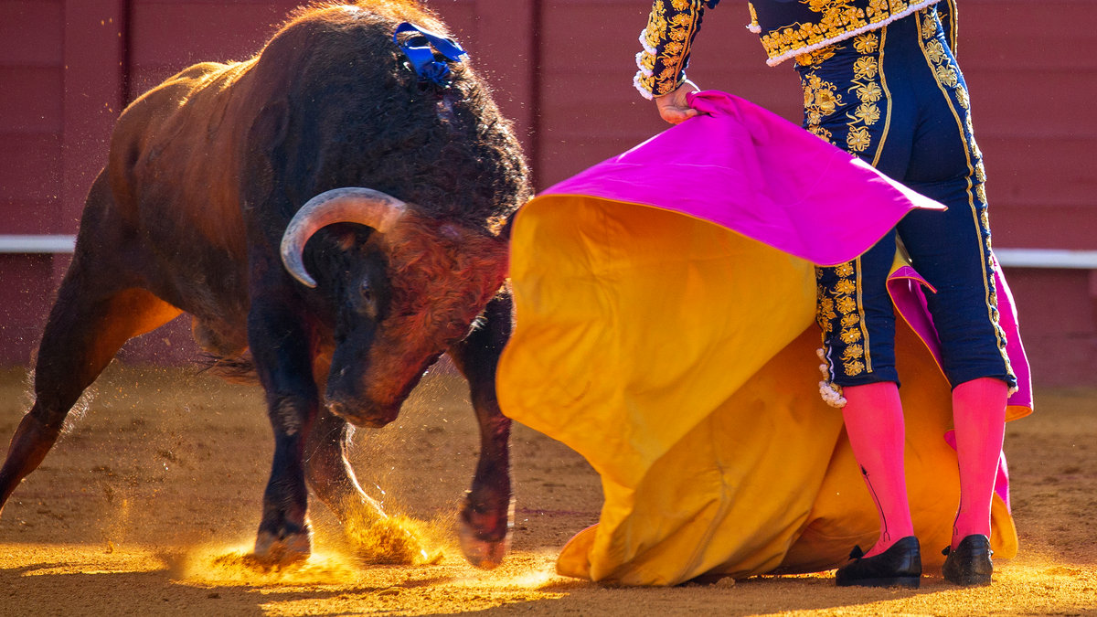 BULL FIGHTING